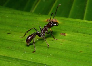 INSETOS SAGRADOS: entenda como algumas comunidades indígenas veem as abelhas e formigas