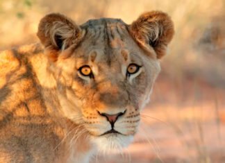 Escrever é como caçar leões: a linguagem como território de poder em “A Confissão da Leoa”, de Mia Couto